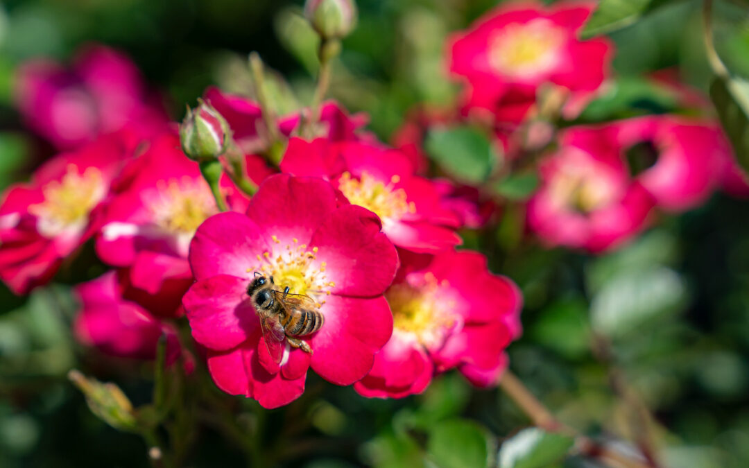 Bienenfreundliche Rosen – Zwergrose "Lupo"