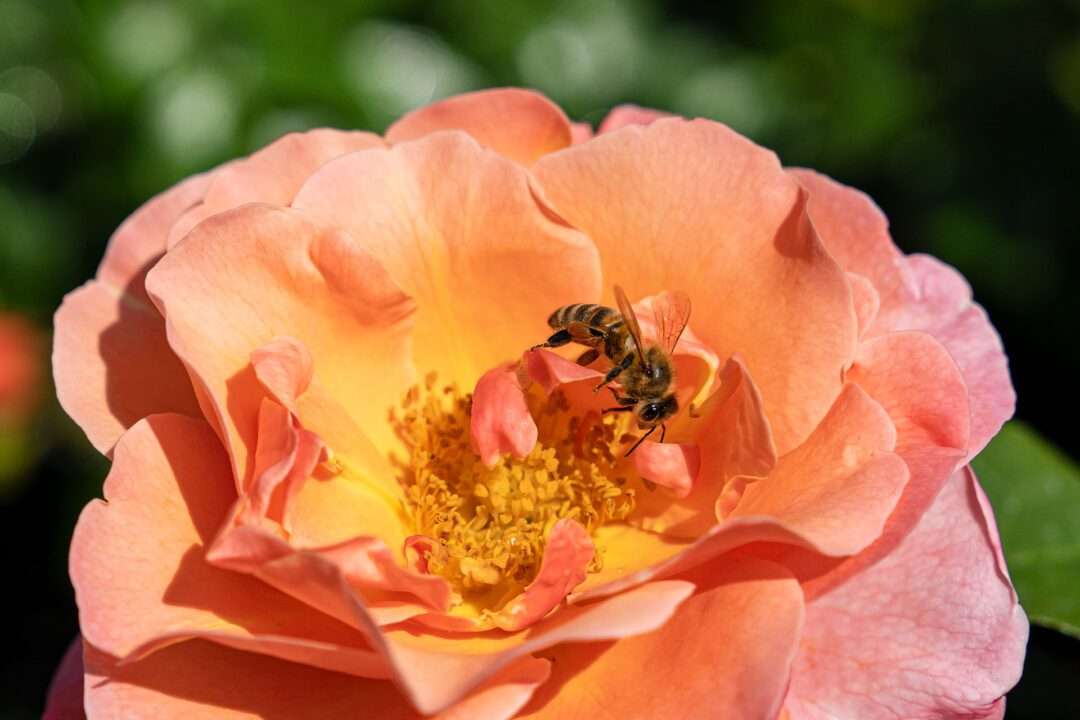 Gartenbaugruppe – Bienenfreundliche Beetrose "Marie Curie" Gartenbaugruppe – Bienenfreundliche Beetrose "Marie Curie"