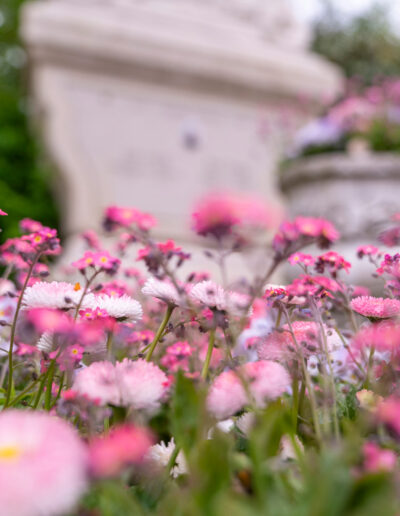 Frühlingblüher auf dem Friedhof