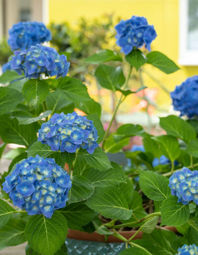Blaue Hortensie im Terrassenkübel