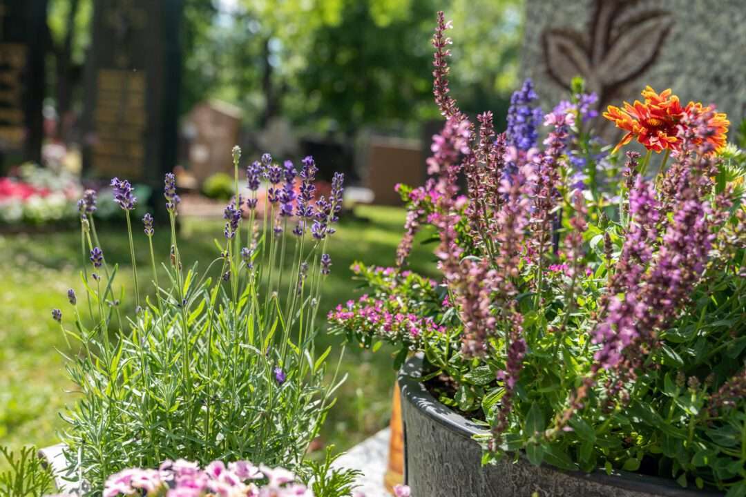 Bienenfreundliche Grabbepflanzung von Ihrem Friedhofsgärtner Bienenfreundliche Grabbepflanzung von Ihrem Friedhofsgärtner