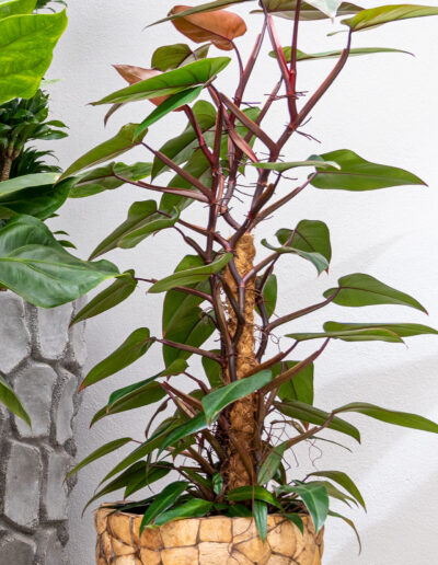 Philodendron erubescens: Wunderschöner rötlich schimmernder Luftverbesserer