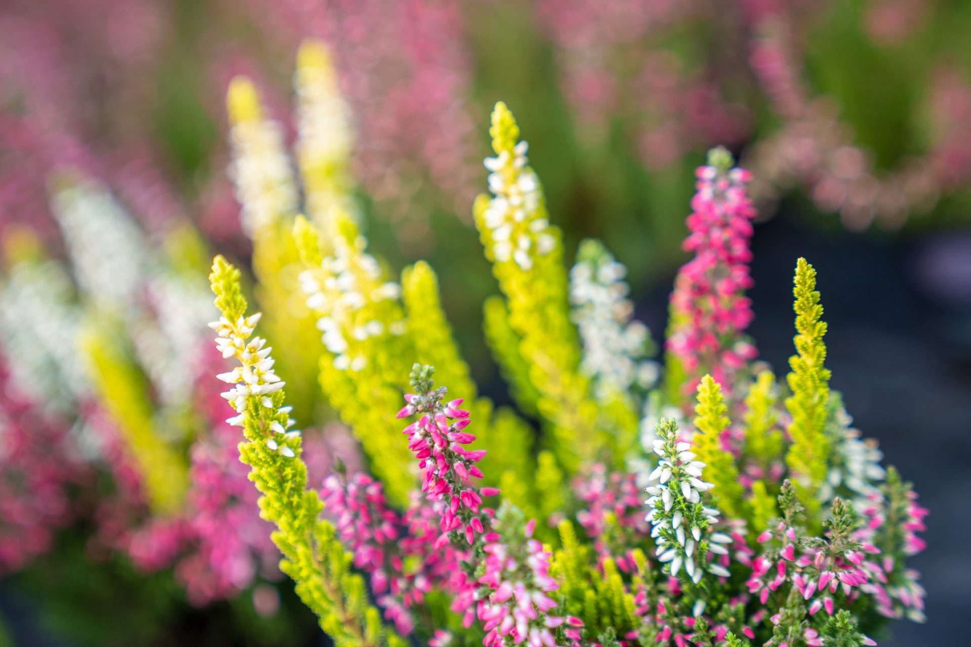 04672 Calluna Vulgaris bunt 04672 Calluna Vulgaris bunt