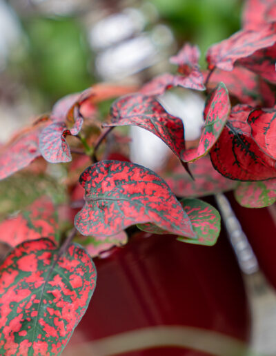 Aglaonema (Kolbenfaden): sympathischerer Luftverbesserer mit leuchtenden rot-grünen Blättern