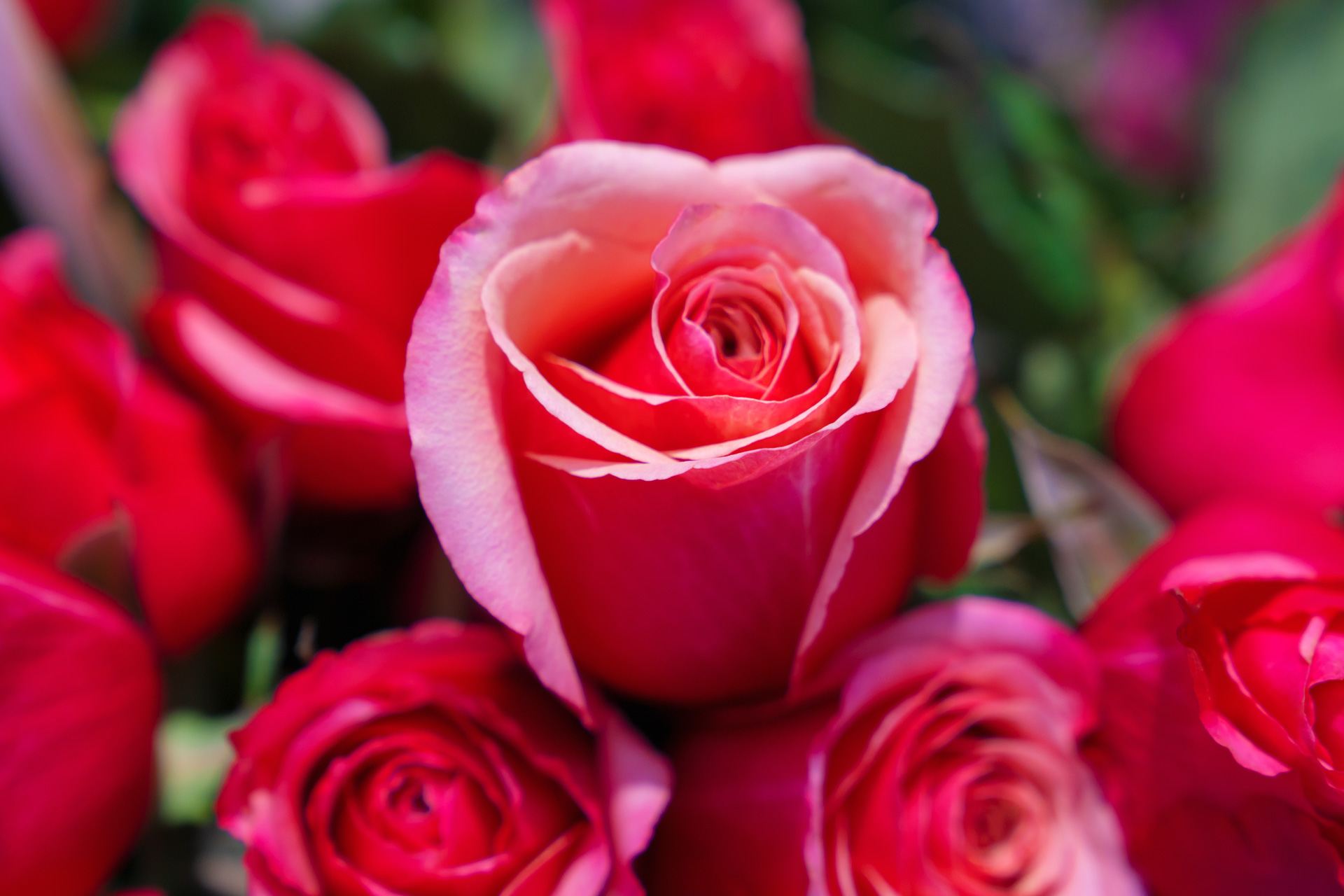 07664 Gartenbaugruppe Wuerzburg Frische Rote Rosen Zum Valentinstag