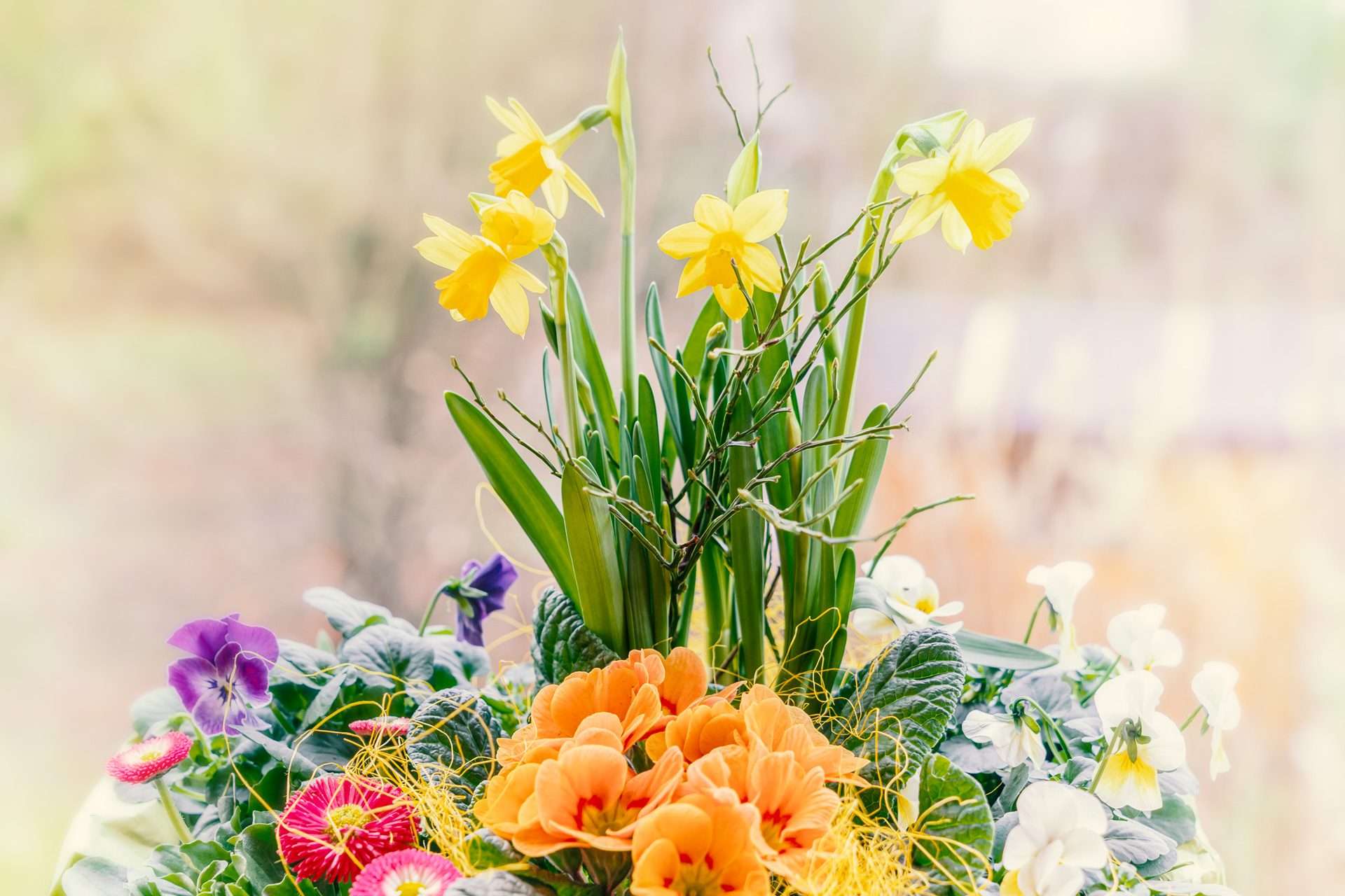 Aktion Bunte Frühlingskiste Mit Qualitätspflanzen Der Gartenba Aktion Bunte Frühlingskiste Mit Qualitätspflanzen Der Gartenba