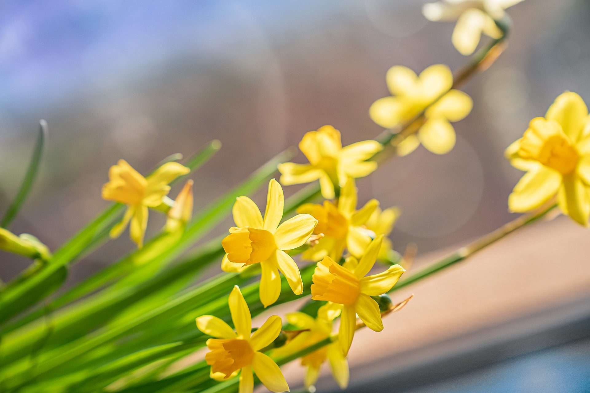 Sonnige Zeiten Für Naturfreunde – Mit Nachhaltigen Pflanzen A