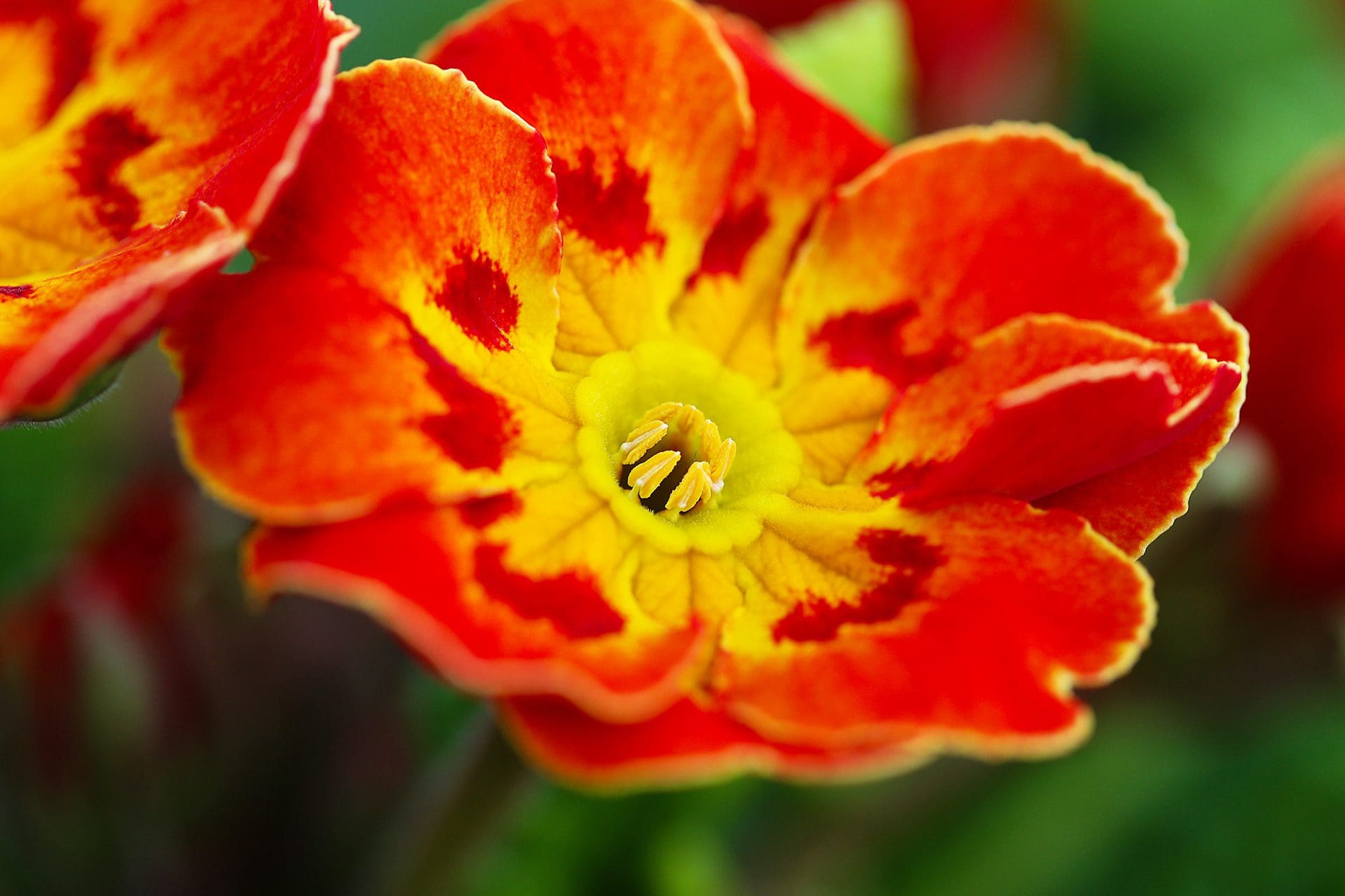 Wunderschöne Primelblüte Gärtnerei Gammanick