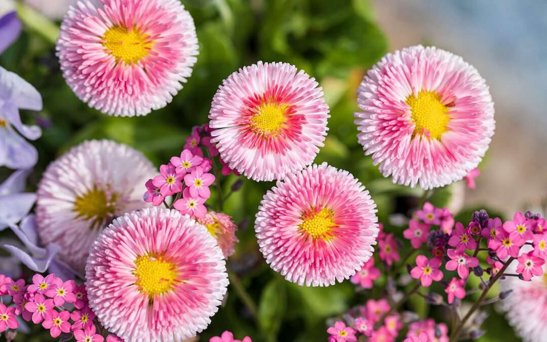 Leuchtende Frühlingsblumen auf dem Friedhof