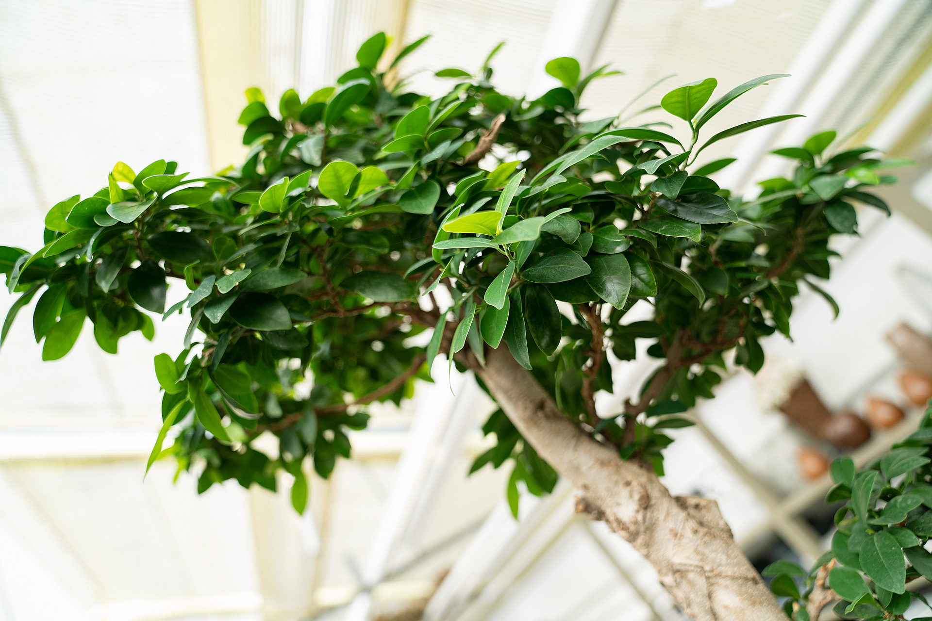 Ficus: filtert neben Formaldehyd auch Toluol und Xylol