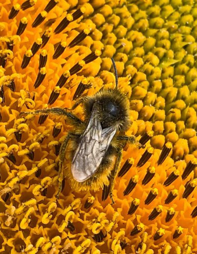 Bienenfreundliche Pflanzen + Umweltschutz