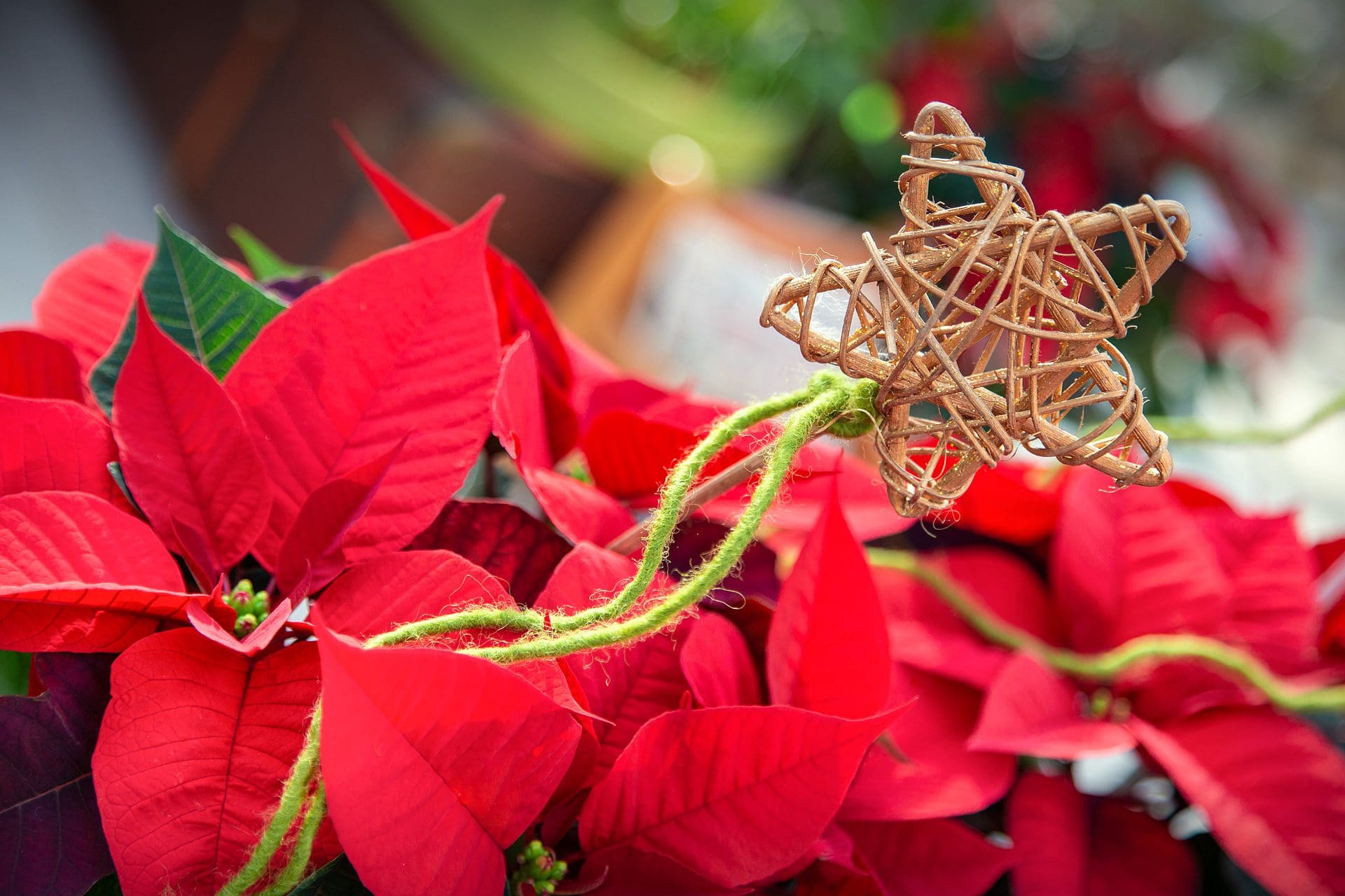 Weihnachtssterne dort kaufen, wo sie wachsen – in Ihrer Gärtnerei