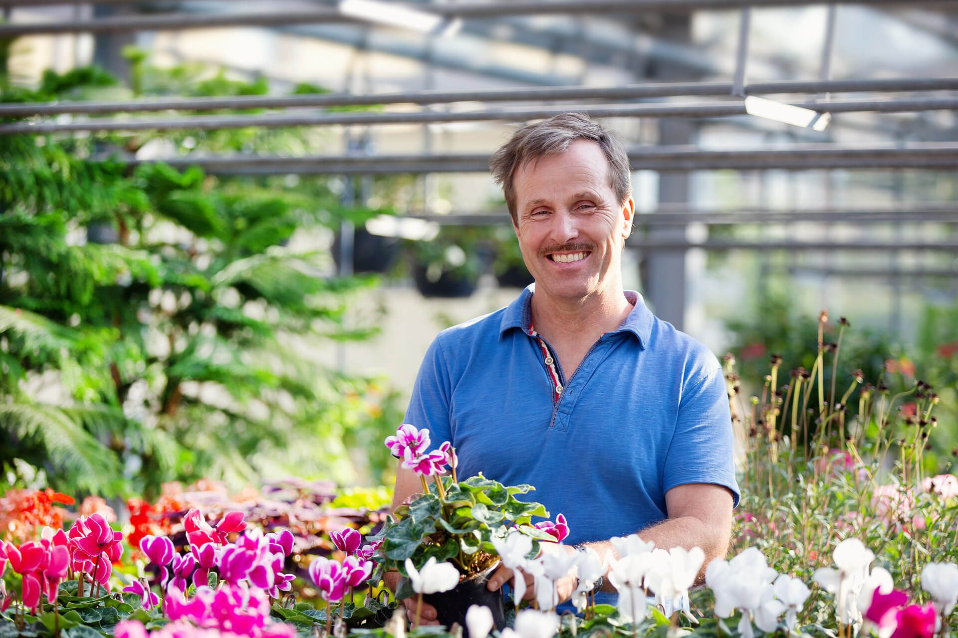 Gaertnerei Michael Hessdoerfer Retzbach Alpenveilchen