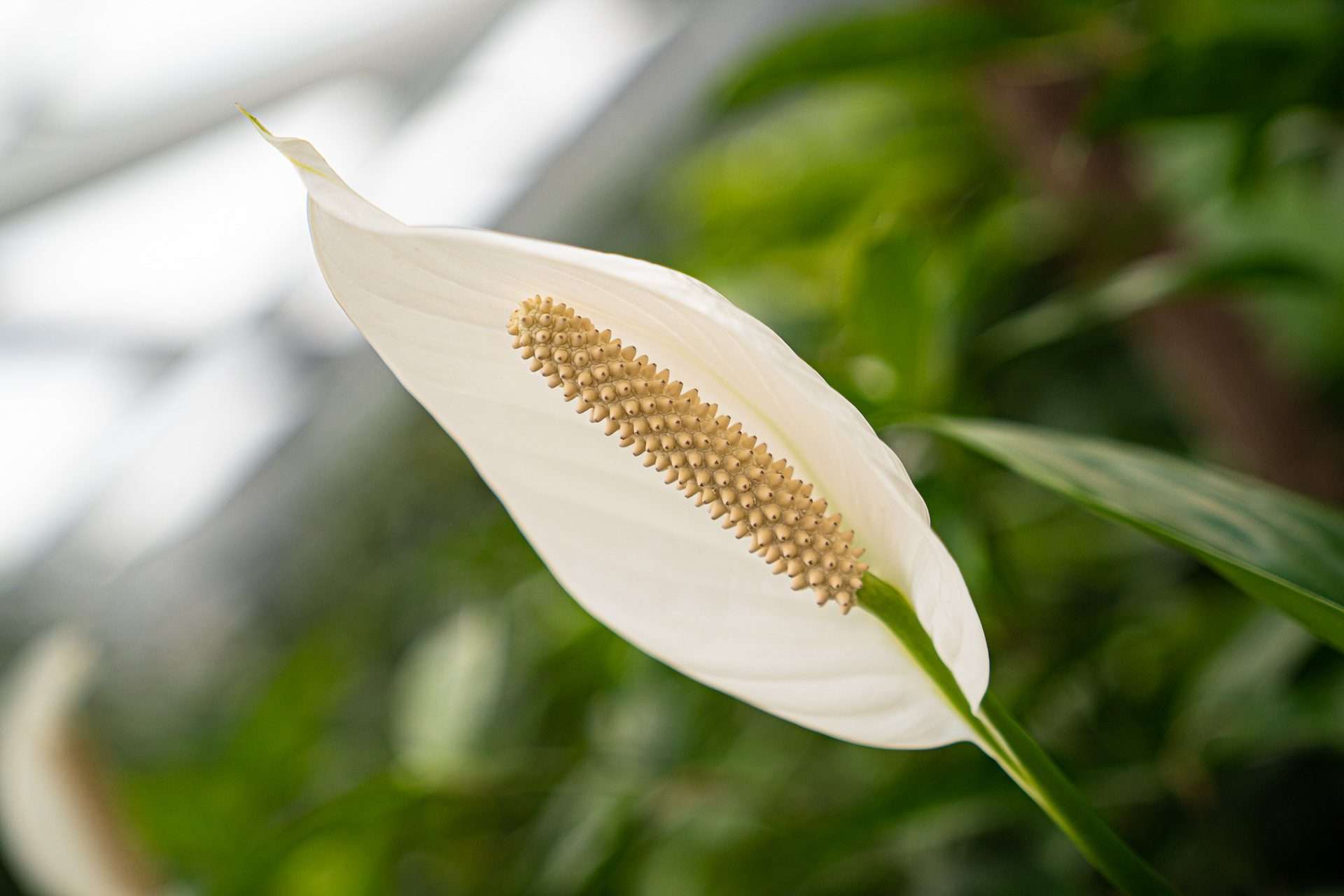 Spatiphyllum-Blüte: Schön und nützlich, weil sie die Luft reinigt Spatiphyllum-Blüte: Schön und nützlich, weil sie die Luft reinigt