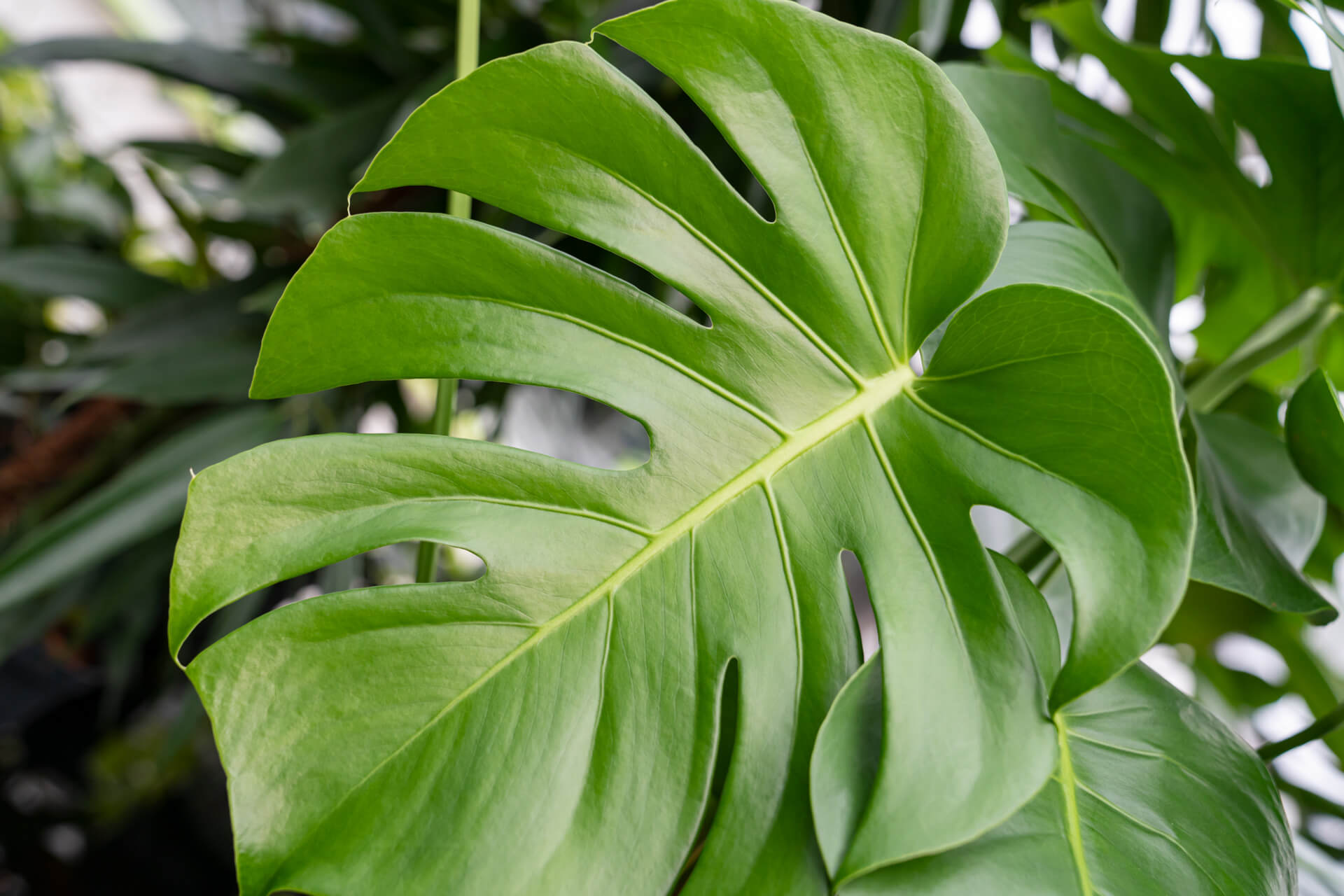 Monstera: Große Blätter verbessern die Luft und dämpfen sogar Lärm