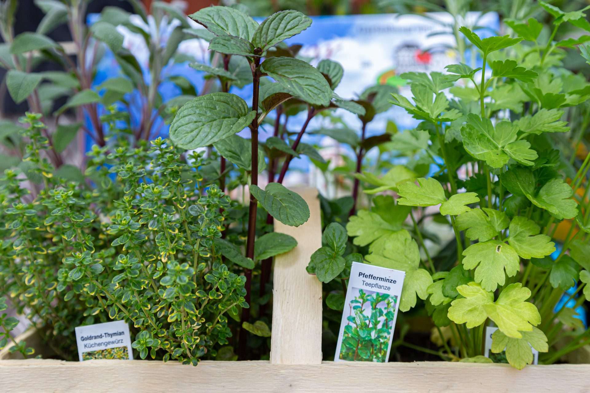 Kräutergarten leichtgemacht: Mit dem Würzburger Kräuterkistle