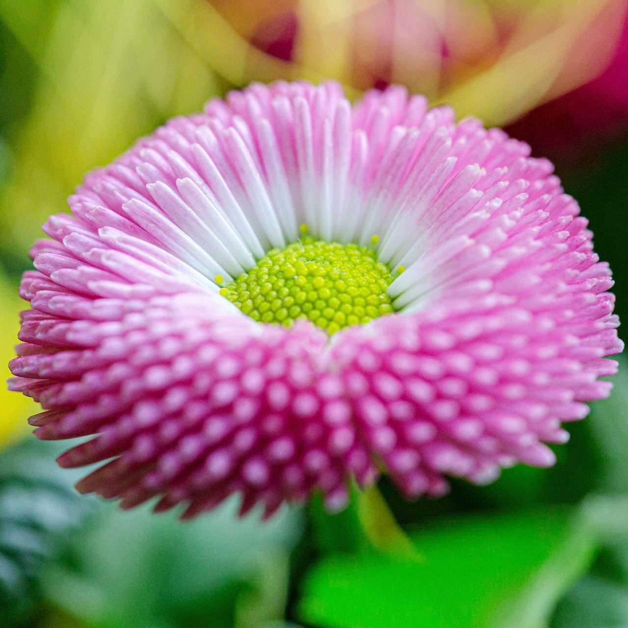 Gartenbaugruppe Würzburg – Bellis