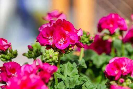 Spendenaktion: Die Würzburger Benefizgeranie der Gartenbaugrupp