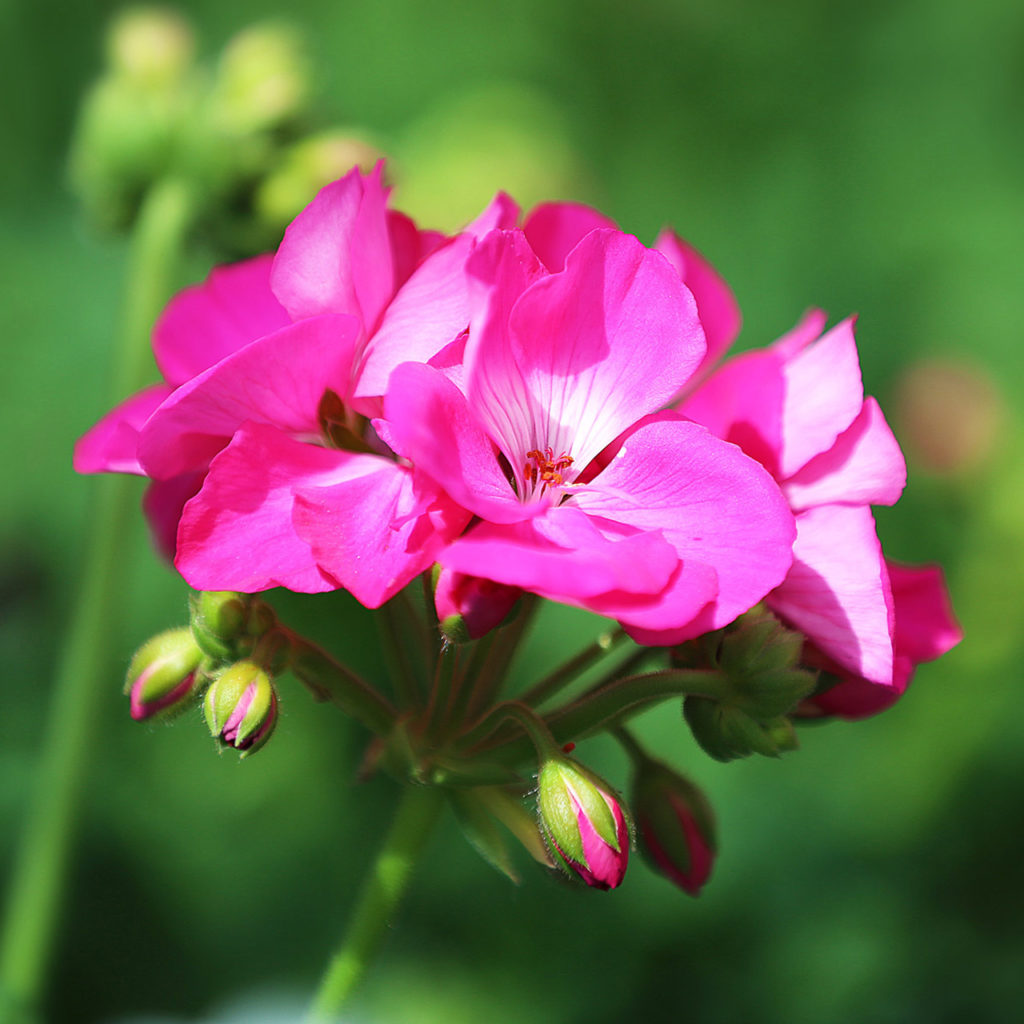 Die Würzburger Benefizgeranie Der Gartenbaugruppe