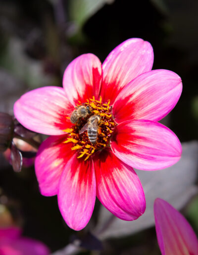 Bienenweide "Rockin Rosi" (Dahlienblüte)
