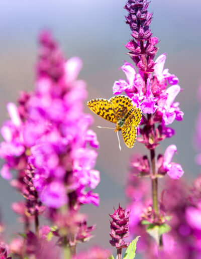 Insektenfreundliche Pflanzen: Freude für die Schmetterlinge