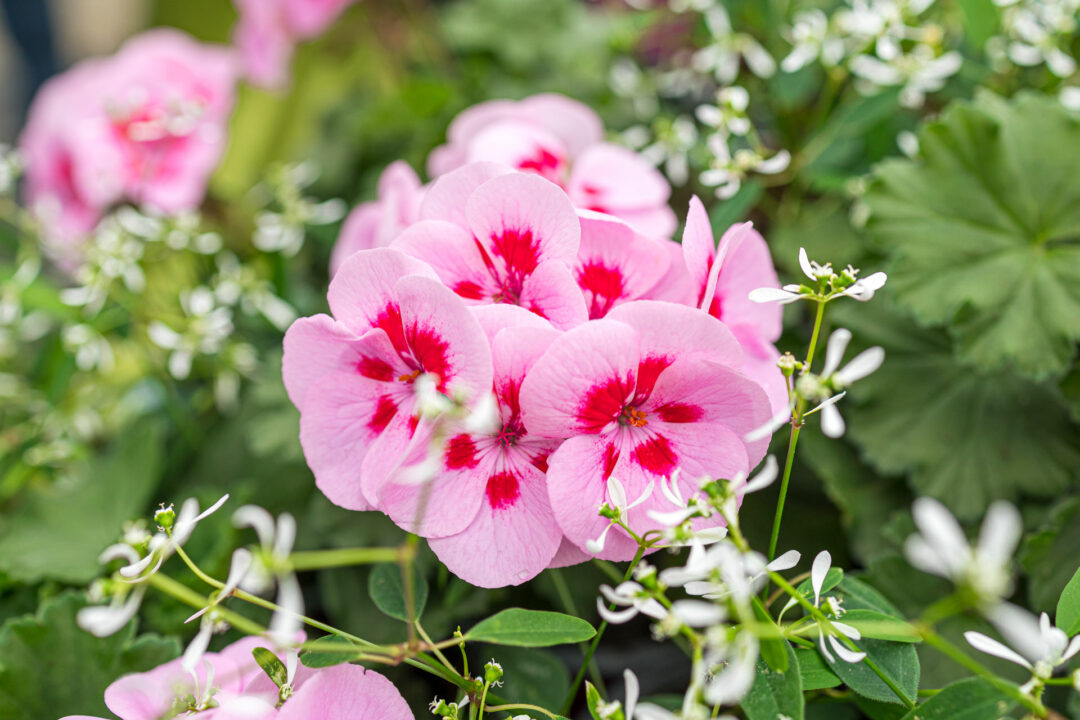Die leuchtend pinkfarbenen Blüten der Benefizgeranie "Luise"