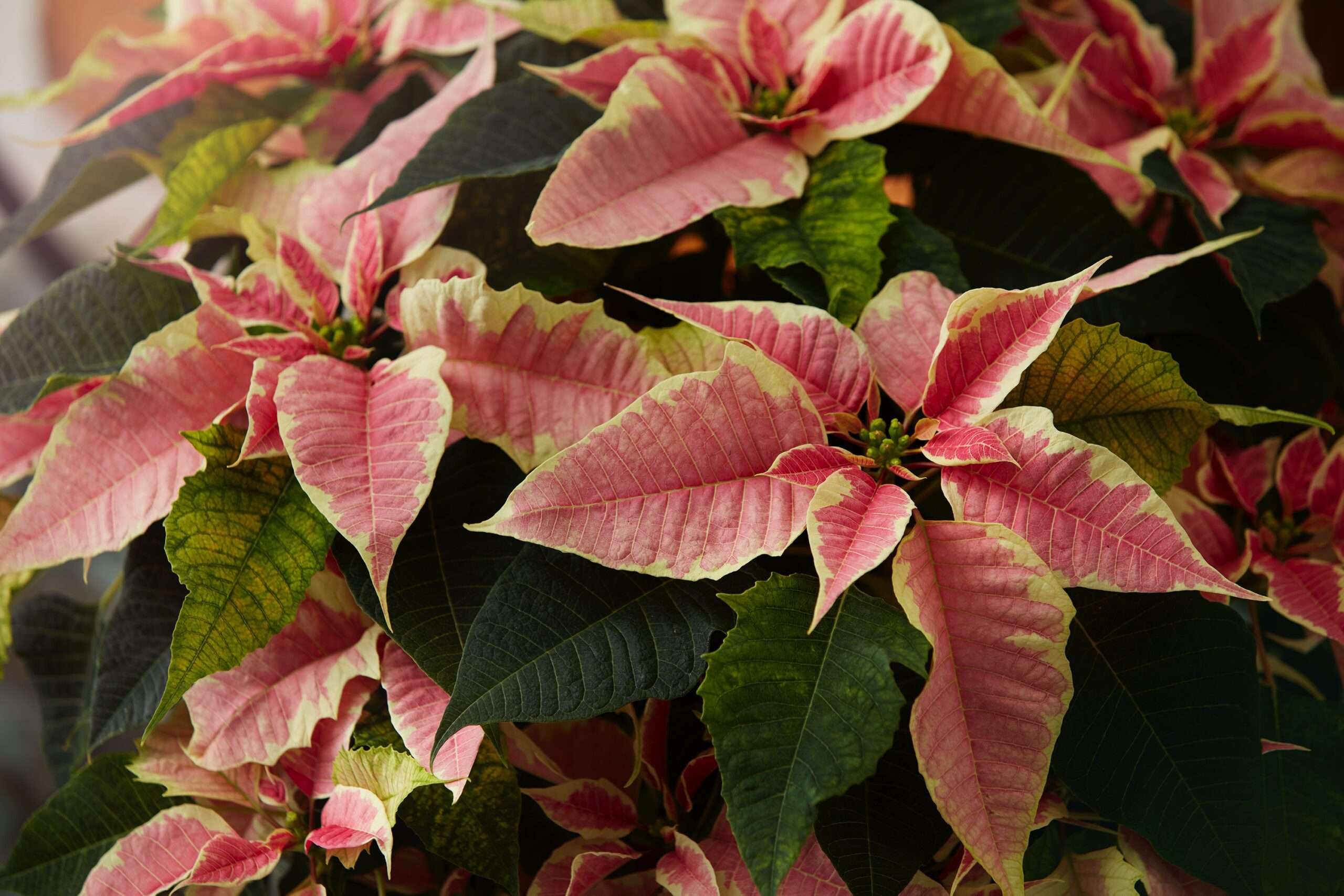 bunte Poinsettia Weihnachtsstern bunte Poinsettia Weihnachtsstern