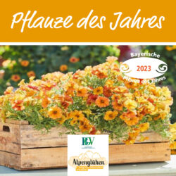 Die bayerische Pflanze des Jahres 2023