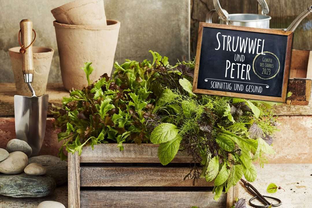 Gemüse des Jahres 2023: Struwwel & Peter Schnittsalate Gemüse des Jahres 2023: Struwwel & Peter Schnittsalate