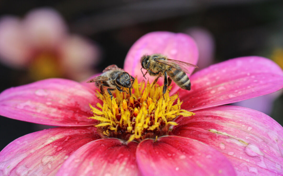 Blüte mit Bienen (Pflanze des Jahres 2020) Quelle: LWG Veitshöchheim