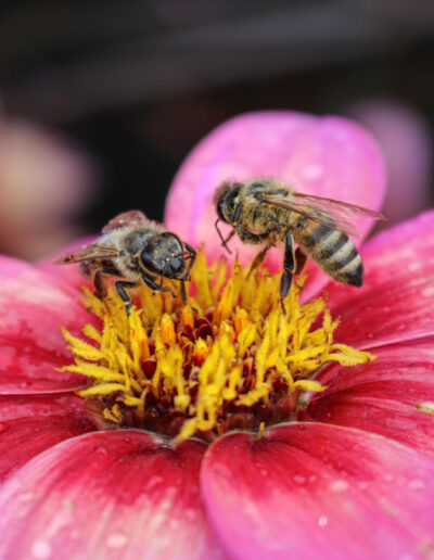 Blüte mit Bienen (Pflanze des Jahres 2020) Quelle: LWG Veitshöchheim