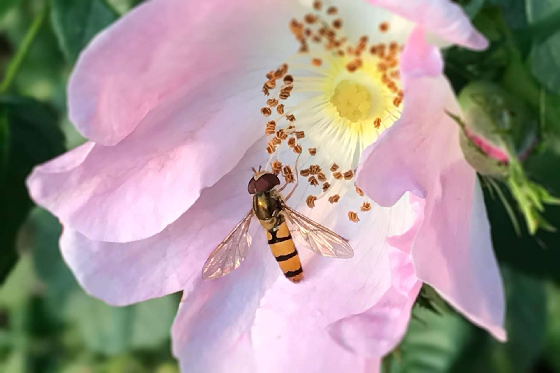 Schwebfliege an Blüte