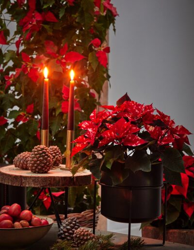 Weihnachtssterne klassisch als Deko mit Kerzen