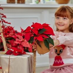 Weihnachtssterne sind ein tolles Geschenk